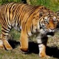 Global Tiger Day 2024: Populasi Harimau Sumatera Berada Dalam Ancaman Kepunahan